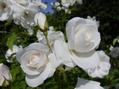 rose garden12