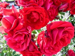 rose garden 06