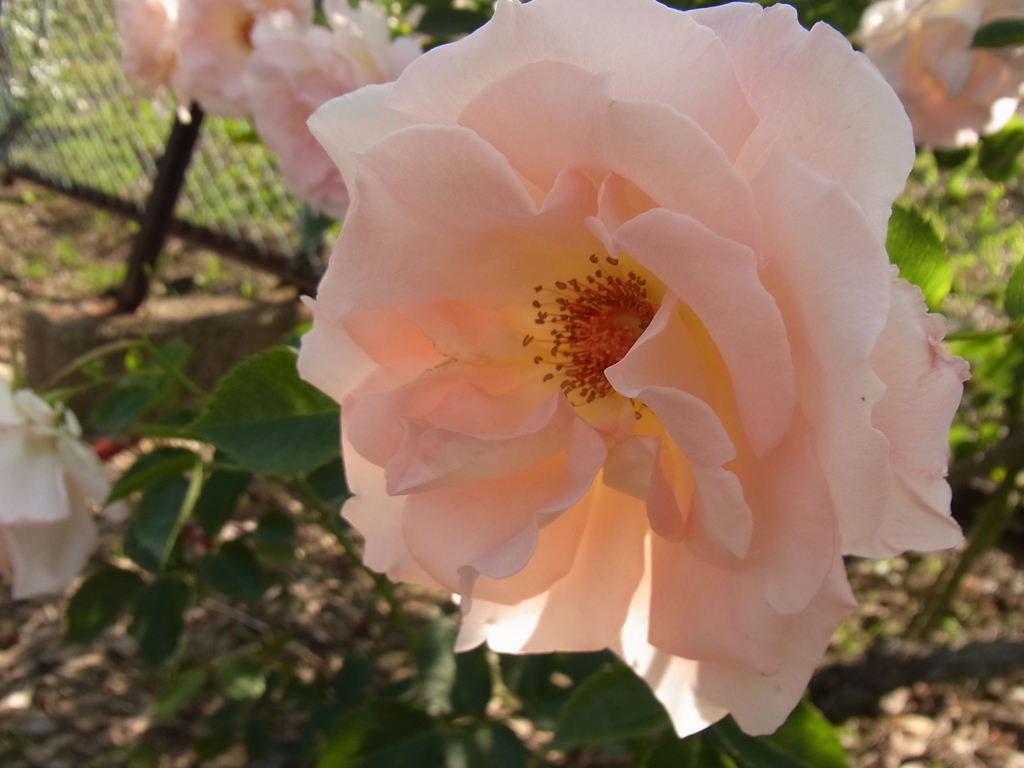 rose garden 11