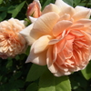 rose garden 04
