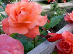 rose garden 09