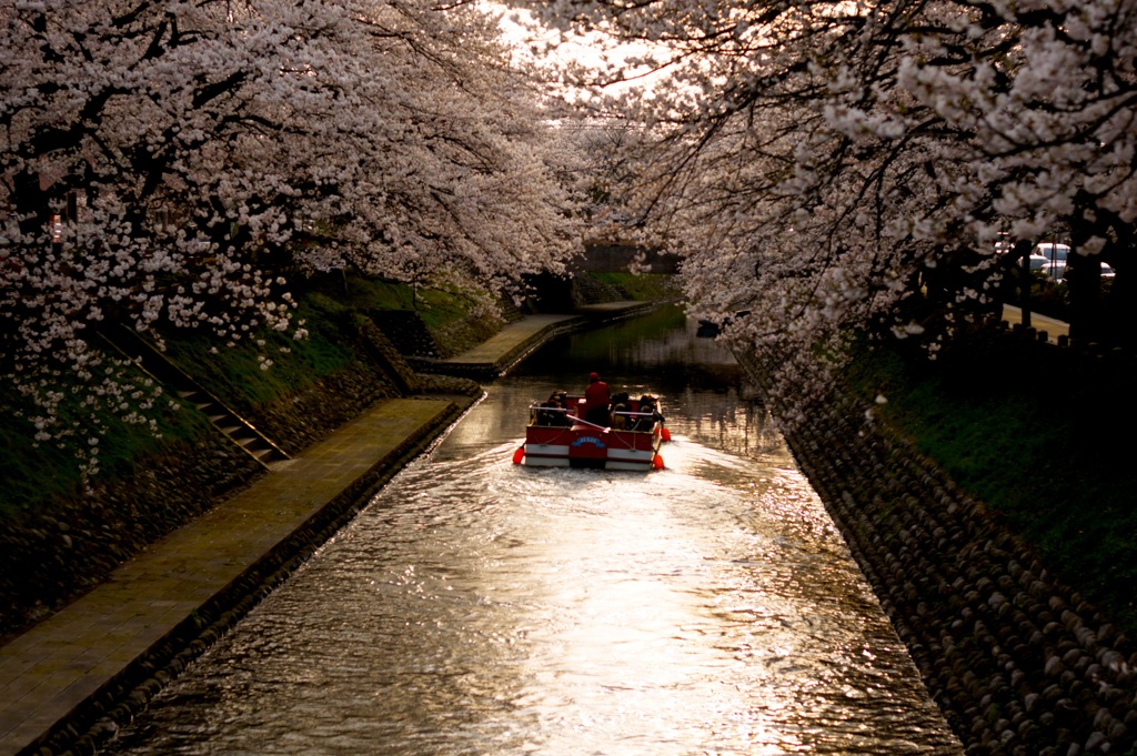 船と桜と