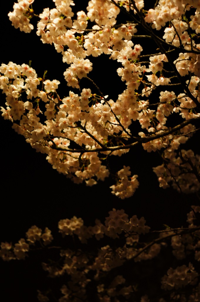 夜桜