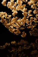 夜桜