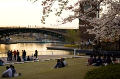 桜とくつろぎ