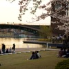桜とくつろぎ