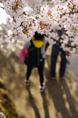 桜屋根