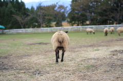 ナカマハズレのおしり