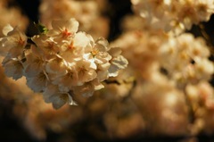 もこもこ桜