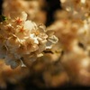 もこもこ桜