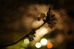 夜の光とさくら