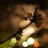 夜の光とさくら