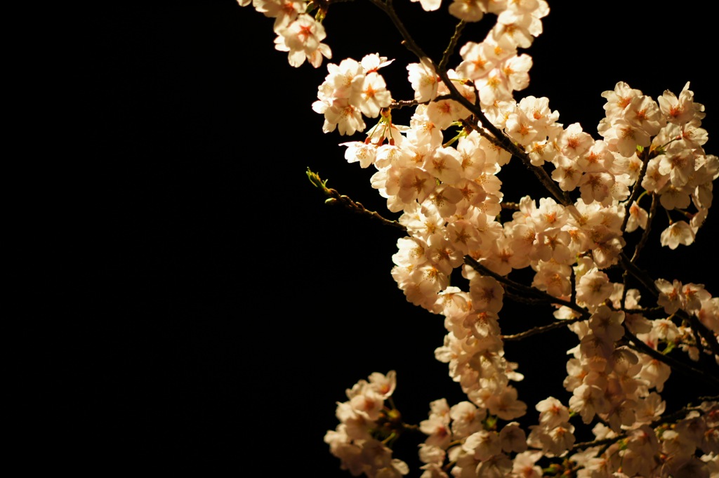 夜桜