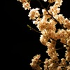 夜桜