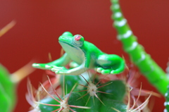 カエル
