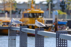 象の鼻パークへかもめを撮りに