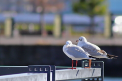 象の鼻パークへかもめを撮りに