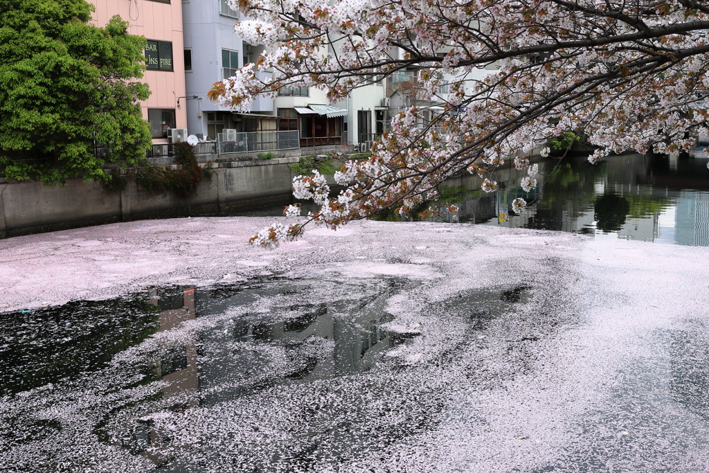 川 vs 海で現れたライン