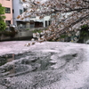 川 vs 海で現れたライン