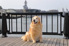 相棒と横須賀の港