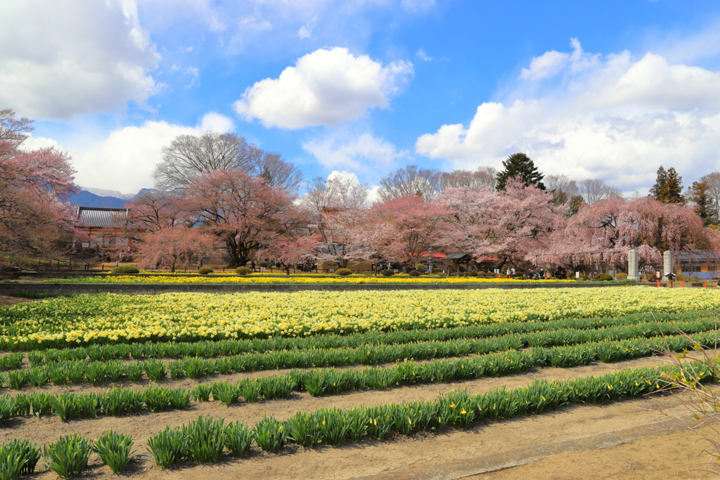 実相寺（神代桜まつり）