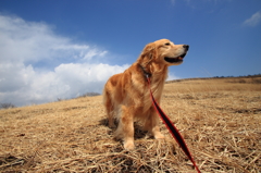 我が家の愛犬（山中湖付近）