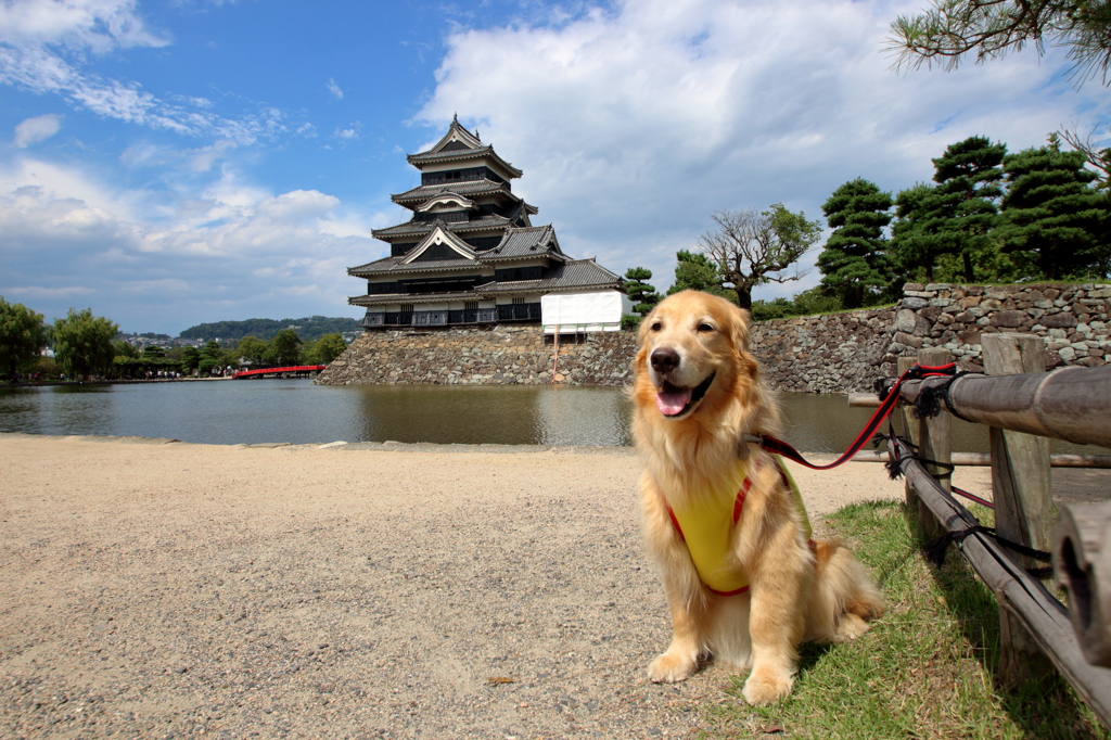 我が家の愛犬（５歳７ヶ月）