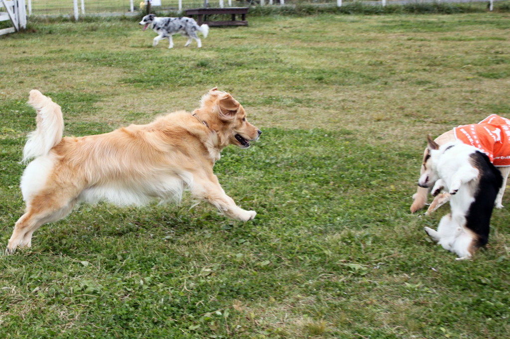 我が家の愛犬１歳