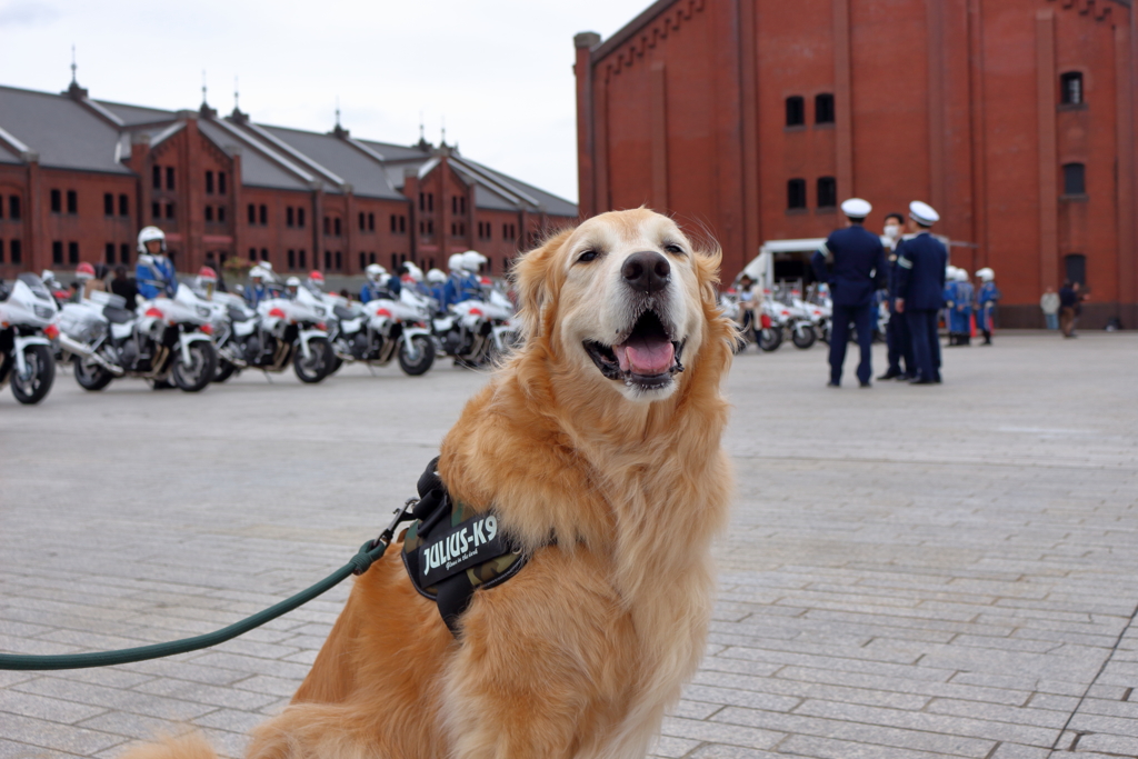 我が家の愛犬（神奈川犬警察）