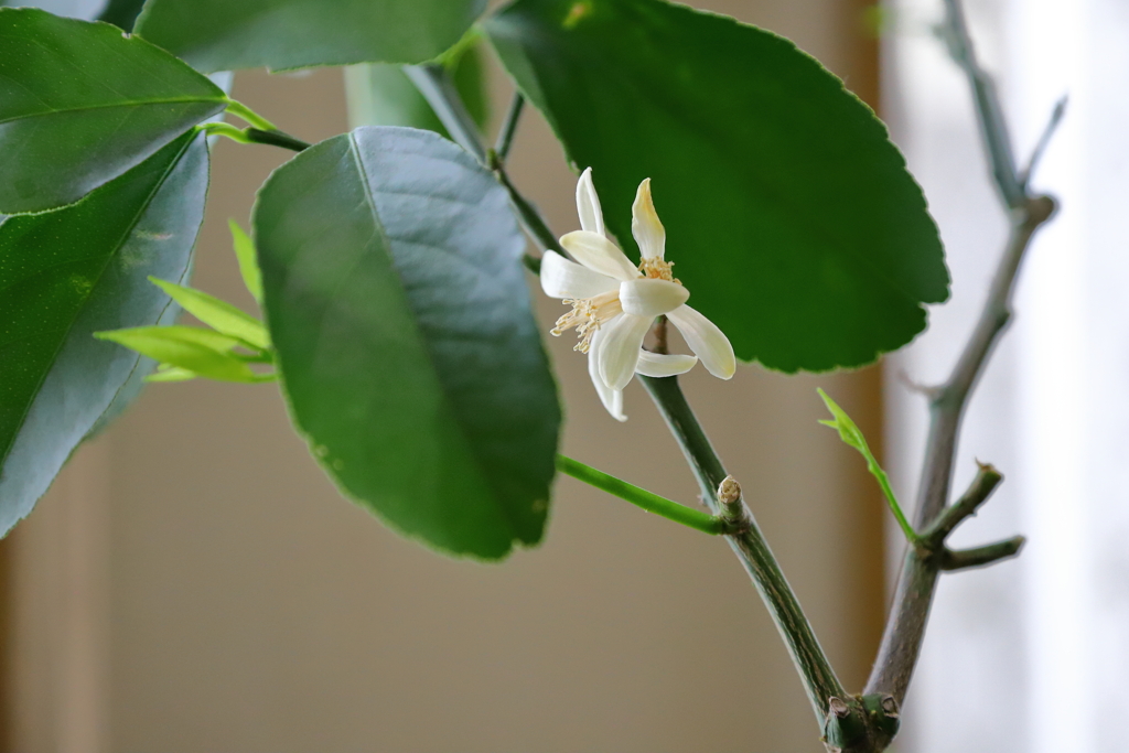 レモンの花が咲きました