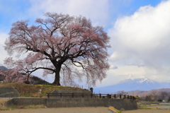 わに塚の桜