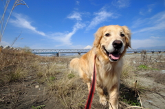 我が家の愛犬（富士川＆富士山）