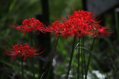 彼岸花