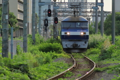 夏草の線路