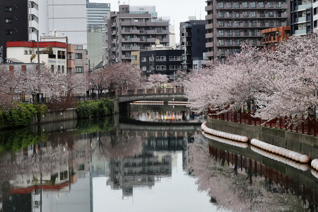 大岡川の桜並木