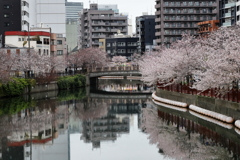 大岡川の桜並木