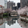 大岡川の桜並木