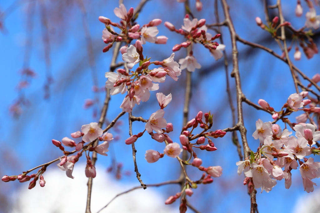 実相寺（身延山のしだれ桜の子桜）