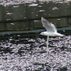 ウミネコとサクラ
