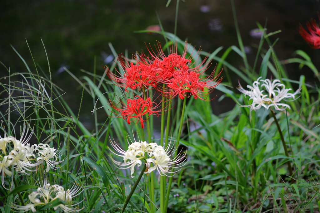 秋の花