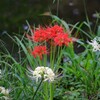 秋の花