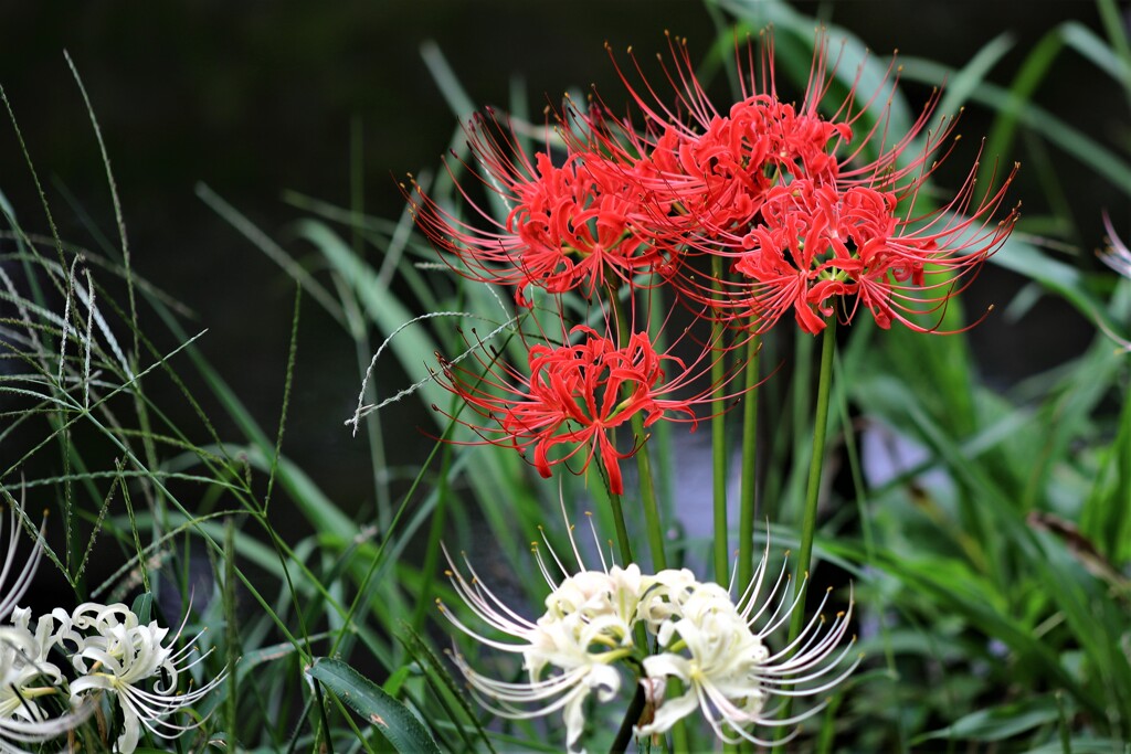 秋の花