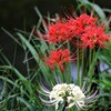 秋の花