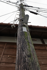 現役の木製電柱