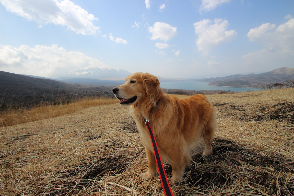 我が家の愛犬（山中湖付近）