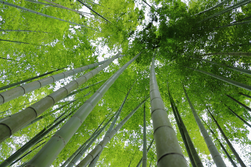 明月院（竹林）