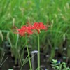 朱色の花