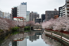 大岡川の桜並木