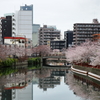 大岡川の桜並木