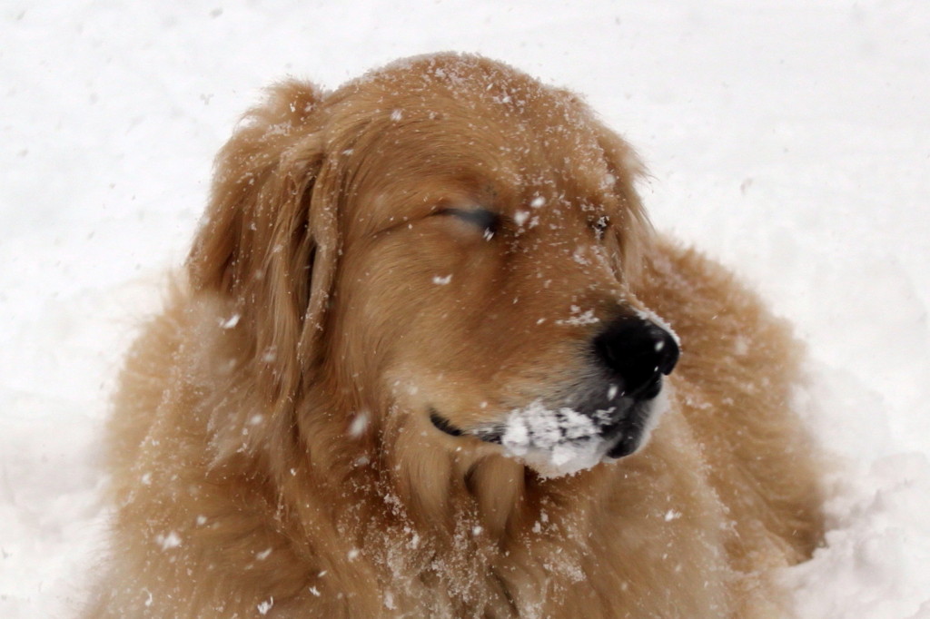 我が家の愛犬１歳